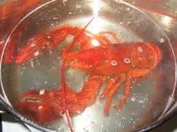 [boiling-lobster3.png]