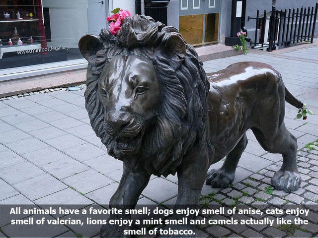 [10_interesting_facts_about_smelling_640_07%255B4%255D.jpg]