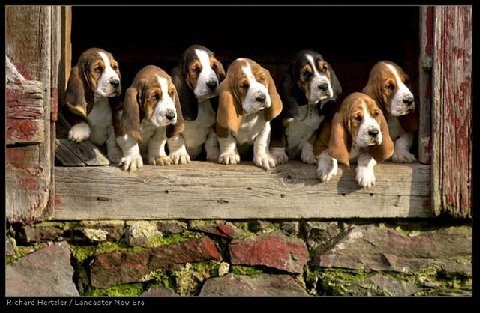 [perros%2520divertidos%2520%25282%2529%255B2%255D.jpg]