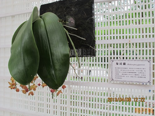 2013 綠色博覽會 - 046
