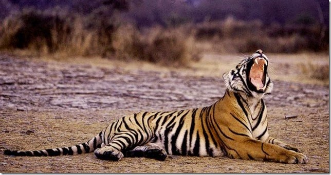 tiger with half orange and half white coat