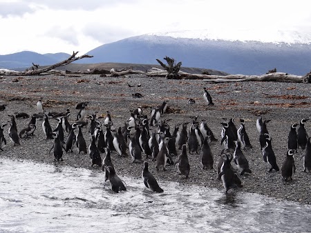 Tara de Foc: Pinguini in Tara de Foc