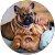 French Bulldogs and More - Breeder Calgary Canada French Bulldogs and More - Breeder Calgary Canada