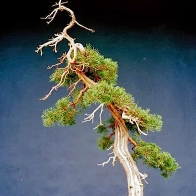 Nell'arte bonsai i Ginepri sono tra le piante maggiormente utilizzate.