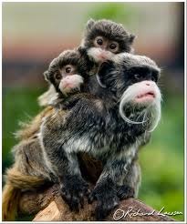 [Amazing%2520Animal%2520Pictures%2520Emperor%2520Tamarin%2520%25285%2529%255B5%255D.jpg]