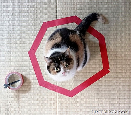 10038210-R3L8T8D-650-how-to-trap-a-cat-circle-3-1