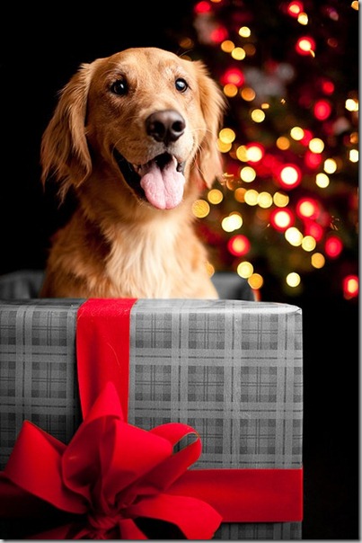 perro gorritos navidad (35)