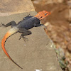 Namibian Rock Agama