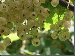 white currants 2