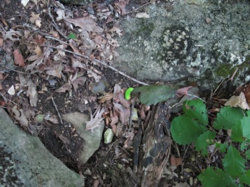 bright green caterpillar on the ground