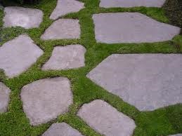 [irish%2520moss%255B5%255D.jpg]