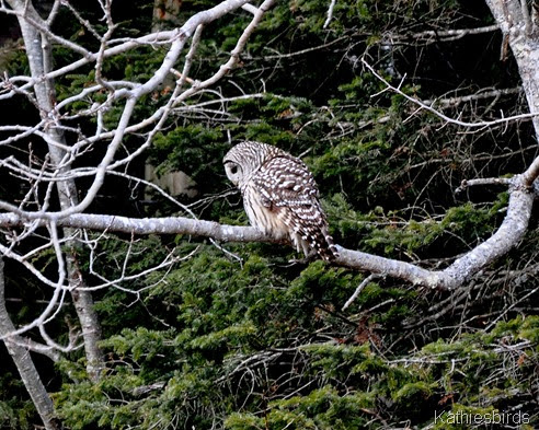 5. Barred owl-kab