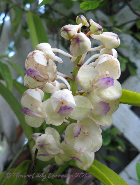 [09-11-tiny-orchids%255B2%255D.jpg]