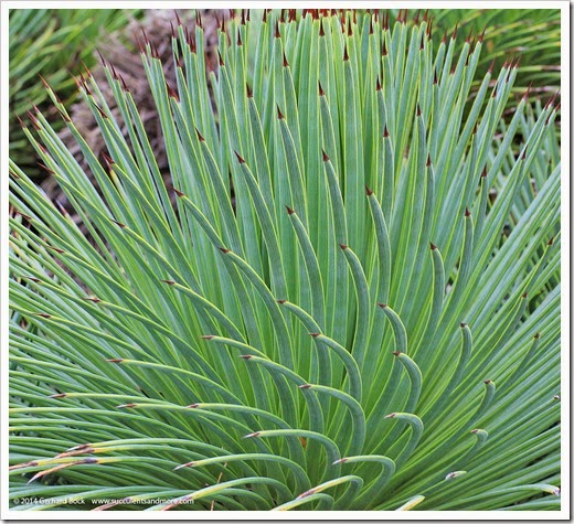 121228_UCBotGarden_Agave-stricta_03