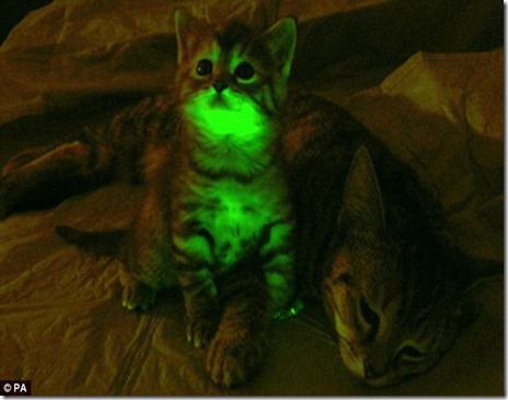 glow in the dark cats
