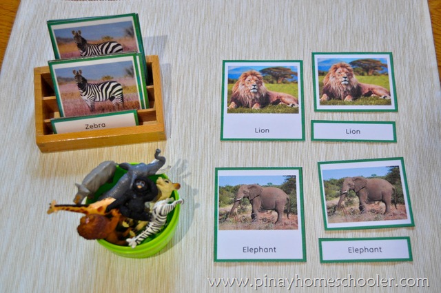 Africa Animals 3 Part Cards