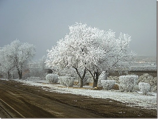 Hoar frost on the trees