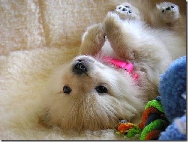 perros divertidos (3)