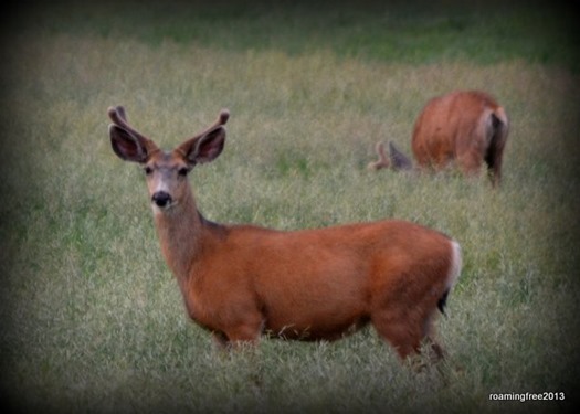 Deer in the alfalfa