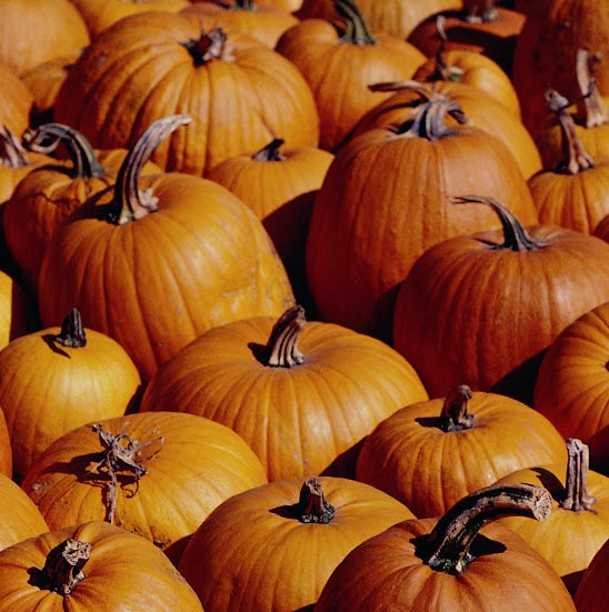 [pumpkins%255B6%255D.jpg]