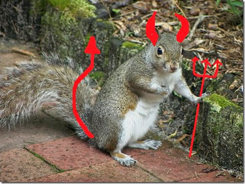 devilSquirrel