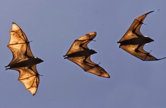 giesbers-edwin-madagascar-fruit-bat-flying-fox-berenty-reserve-madagascar