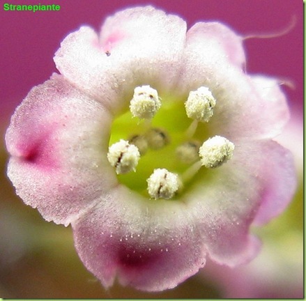 Adromischus subdistichus fiore aperto