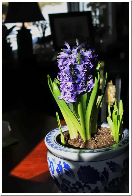 light on hyacinths 006
