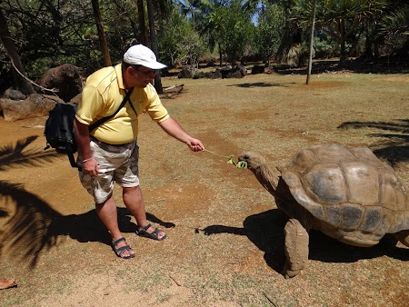 04. Broasca testoasa gigant Mauritius.JPG