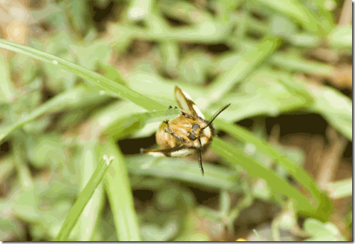 moth moth
