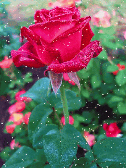 rosa%2520red%2520nevando.gif