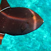 Black Durgon (Triggerfish)