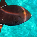 Black Durgon (Triggerfish)