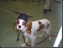 dog-training-school-grad