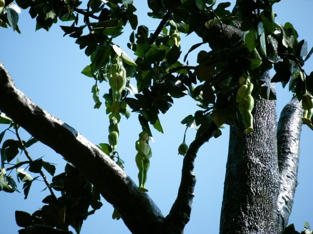 [narilatha-flower-0001%255B5%255D.jpg]