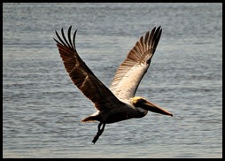 01a6- Nature - Pelican
