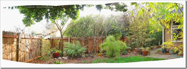 140305_before_tree_trimming_pano