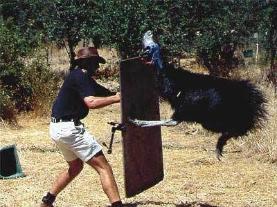 [Amazing%2520Animal%2520Pictures%2520The%2520cassowary%2520%25286%2529%255B3%255D.jpg]