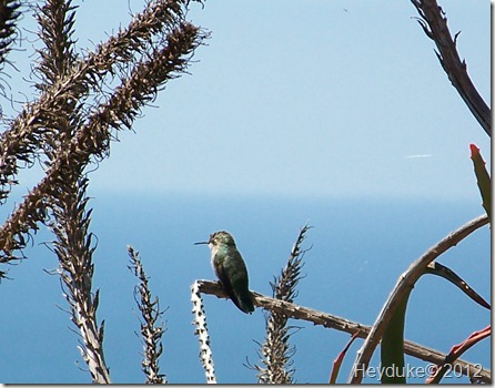 Hummer looking out over the Pacific Big Sur CA 