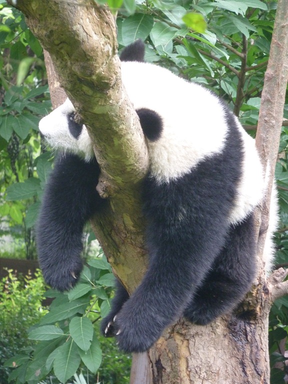 [China-Chengdu-Panda-July-2012-83.jpg]