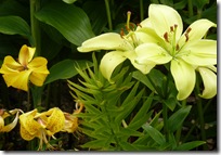 portmore yelllow lilies