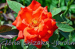22 - Glória Ishizaka - Rosas do Jardim Botânico Nagai - Osaka