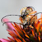 Banded Longhorn Flower Beetle