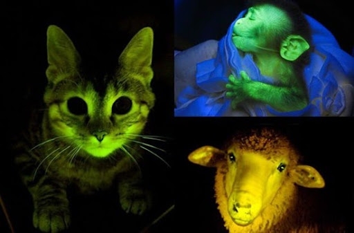 glow in the dark sheep genetically modified at uruguay lab