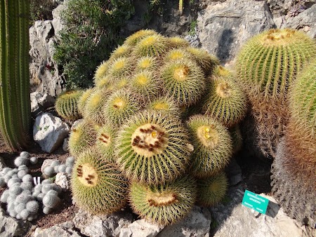 12. Cactusi.JPG