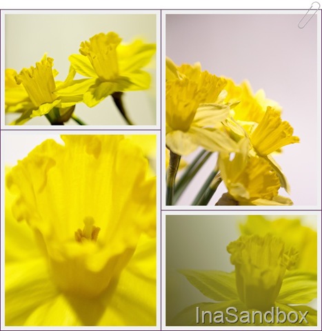 [daffodil%2520mosaic%255B17%255D.jpg]