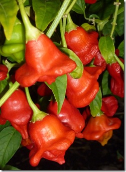 Christmas Bell Chillies
