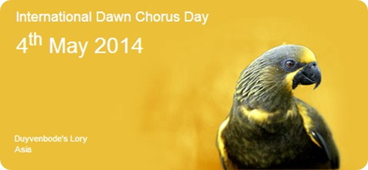 internacional dawn chorus