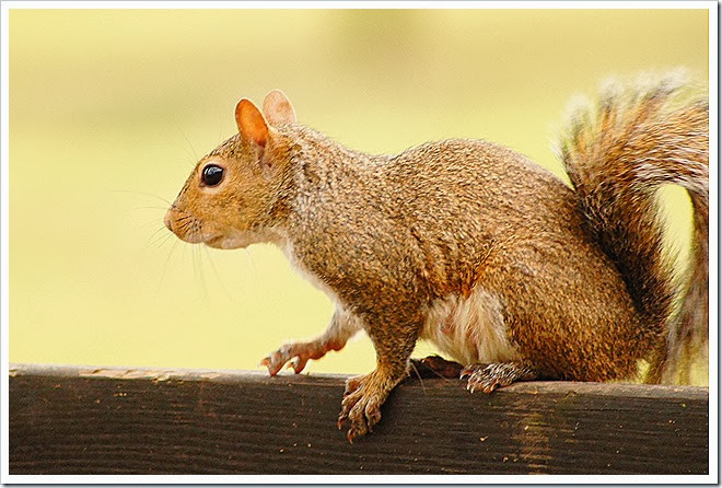 public-domain-pictures-squirrel-1 (280)