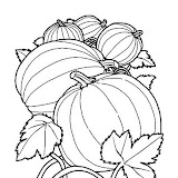 PUMPKIN COLORING